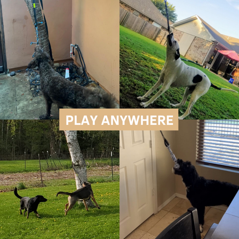 لعبة تفاعلية للكلاب: متعة مضمونة! 